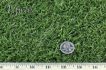 West Coast Turf Tifway 419 Warm Season Grass Socal