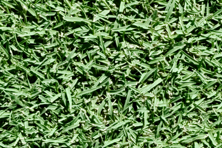 Coachella Bermuda Product