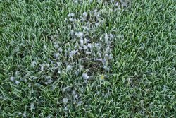 POWDERY_MILDEW