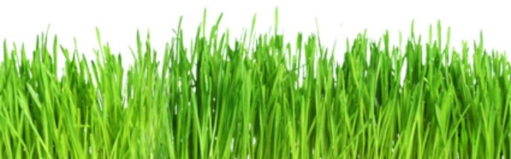 bg_grass